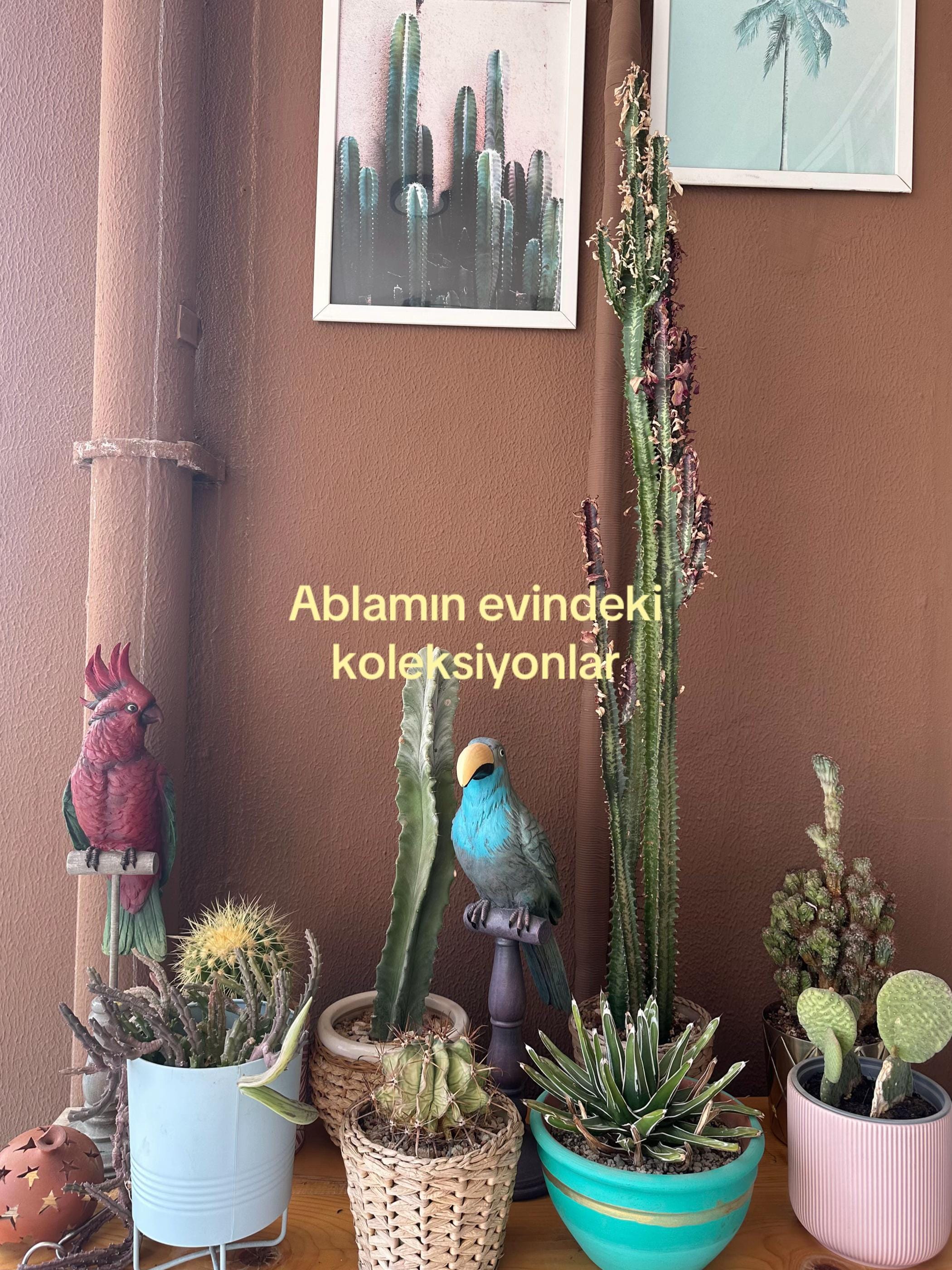 Post 3 by Selda Palacı on TikTok (video)