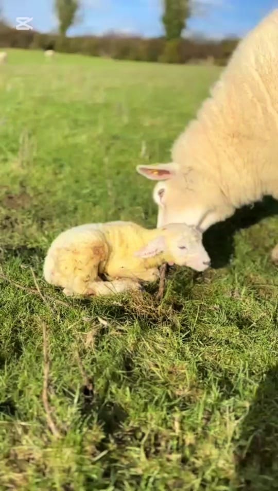 Post 4 by Crafts_of_ireland on TikTok (video)