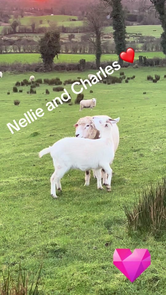 Post 3 by Crafts_of_ireland on TikTok (video)