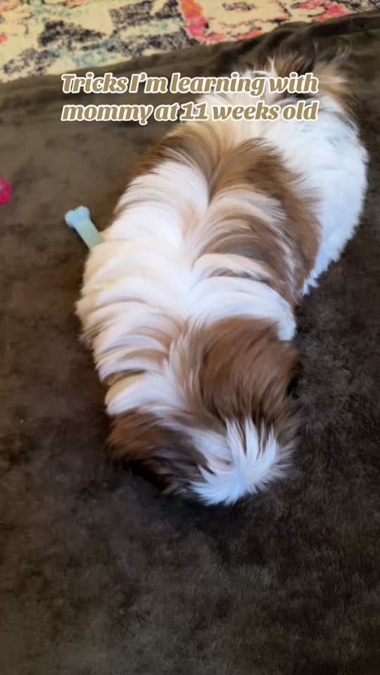 Post 10 by Chester on TikTok (video)