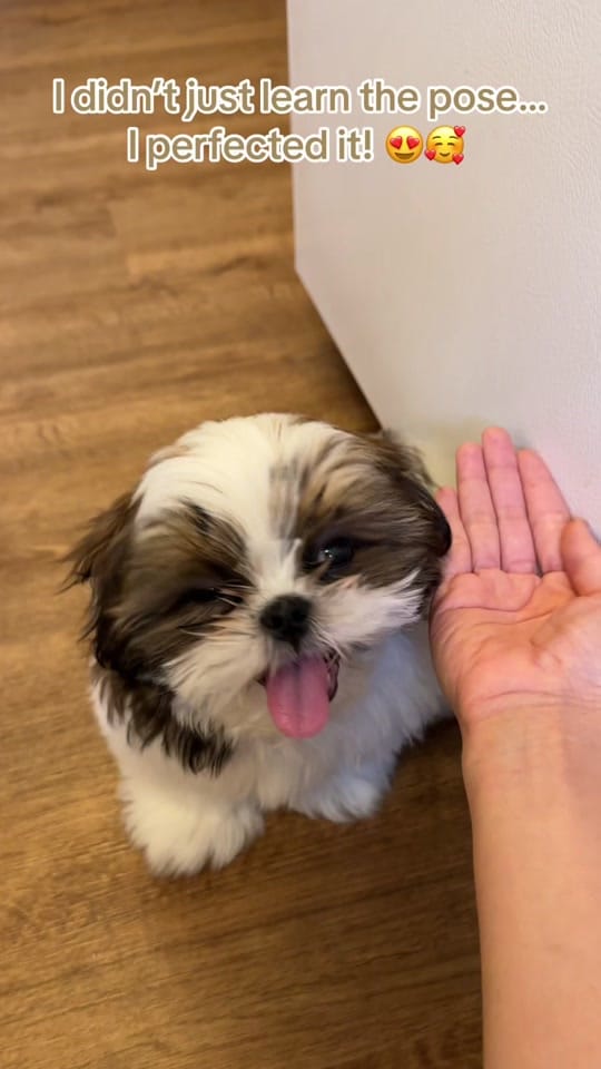 Post 8 by Chester on TikTok (video)