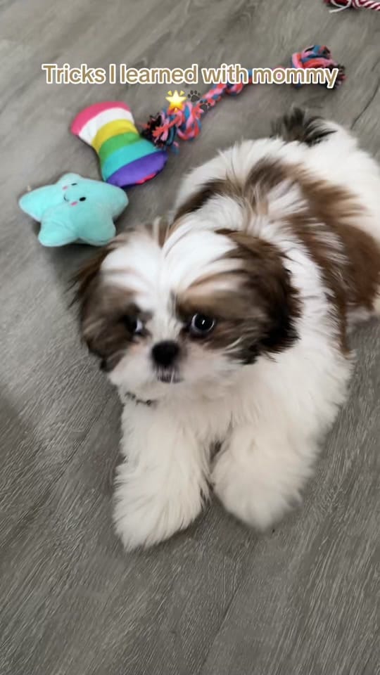 Post 9 by Chester on TikTok (video)