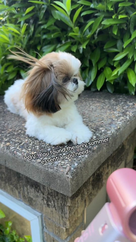 Post 1 by Chester on TikTok (video)