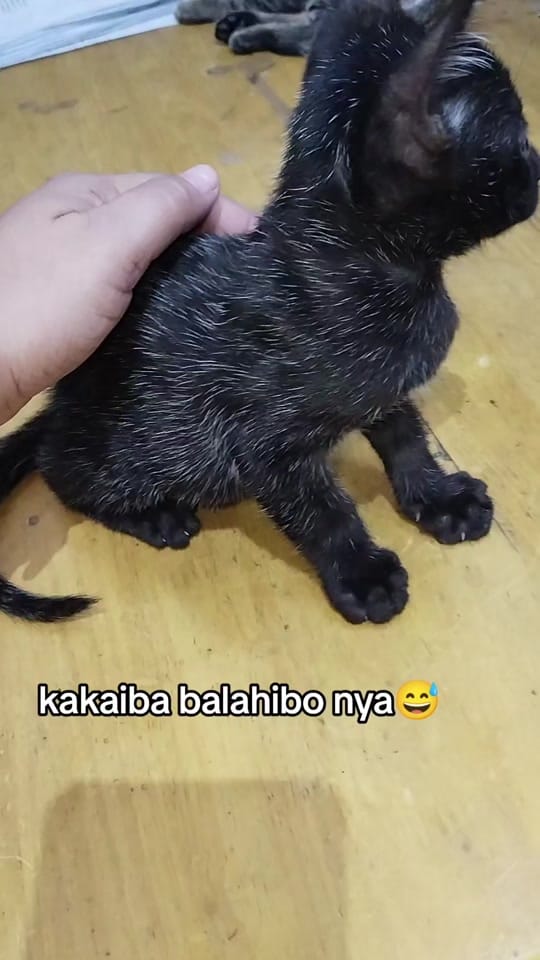 Post 7 by Cornix on TikTok (video)
