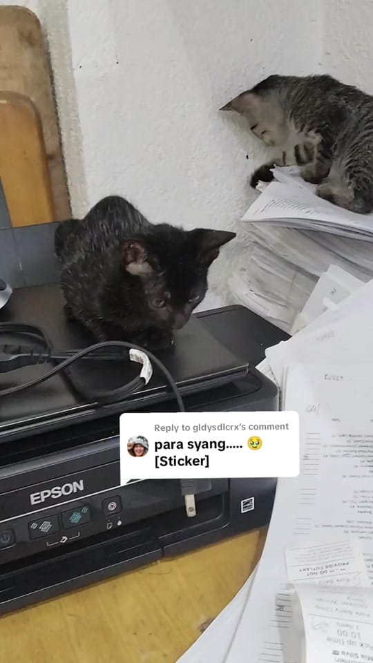 Post 3 by Cornix on TikTok (video)