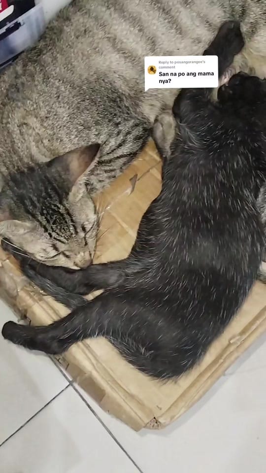 Post 1 by Cornix on TikTok (video)