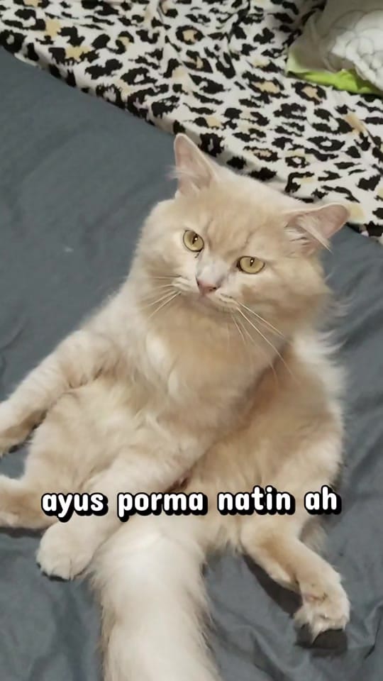 Post 10 by Cornix on TikTok (video)