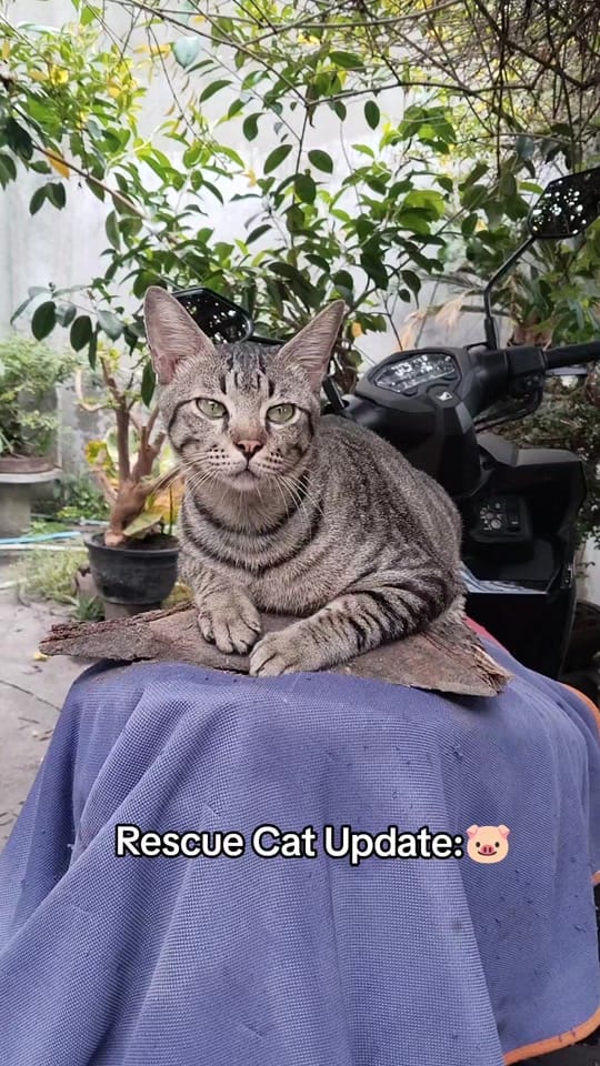 Post 6 by Cornix on TikTok (video)