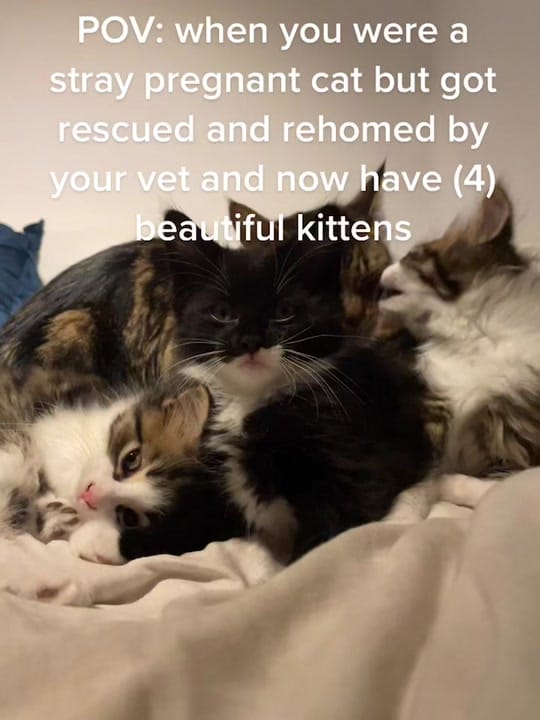 Post 9 by chaotic_x_cheech on TikTok (video)
