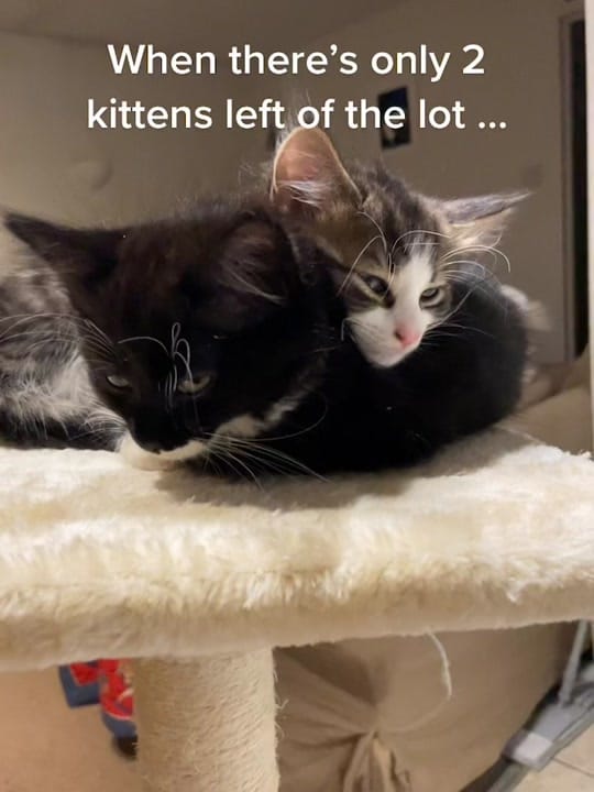 Post 8 by chaotic_x_cheech on TikTok (video)