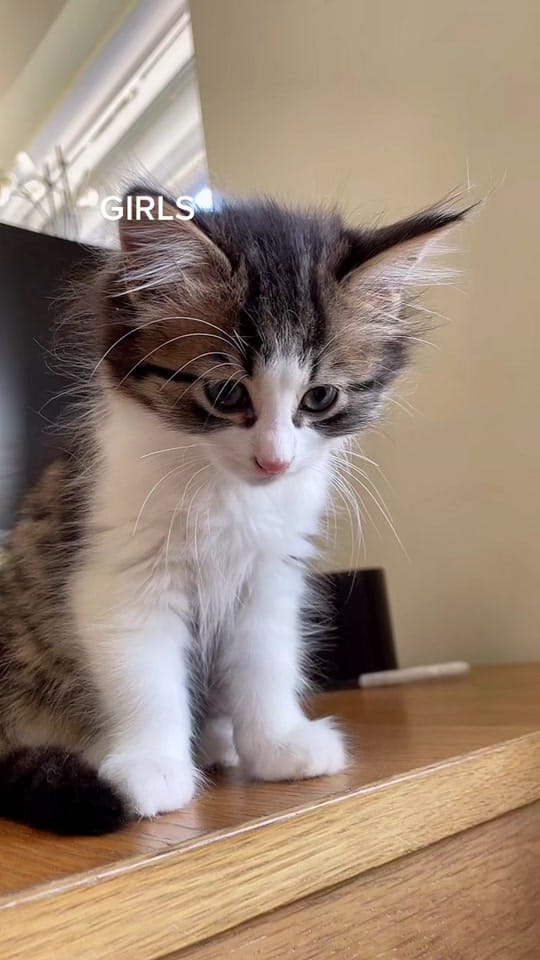 Post 10 by chaotic_x_cheech on TikTok (video)