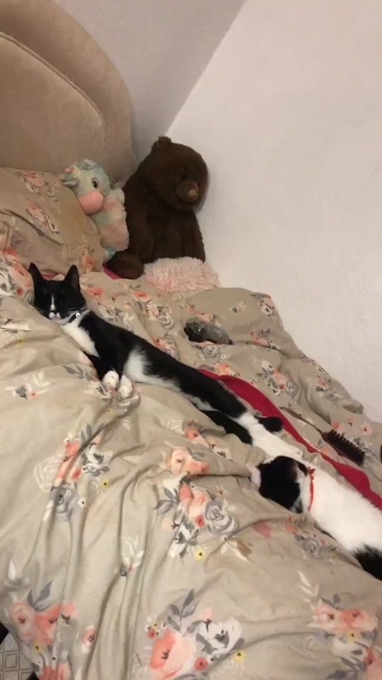 Post 10 by Rachel on TikTok (video)