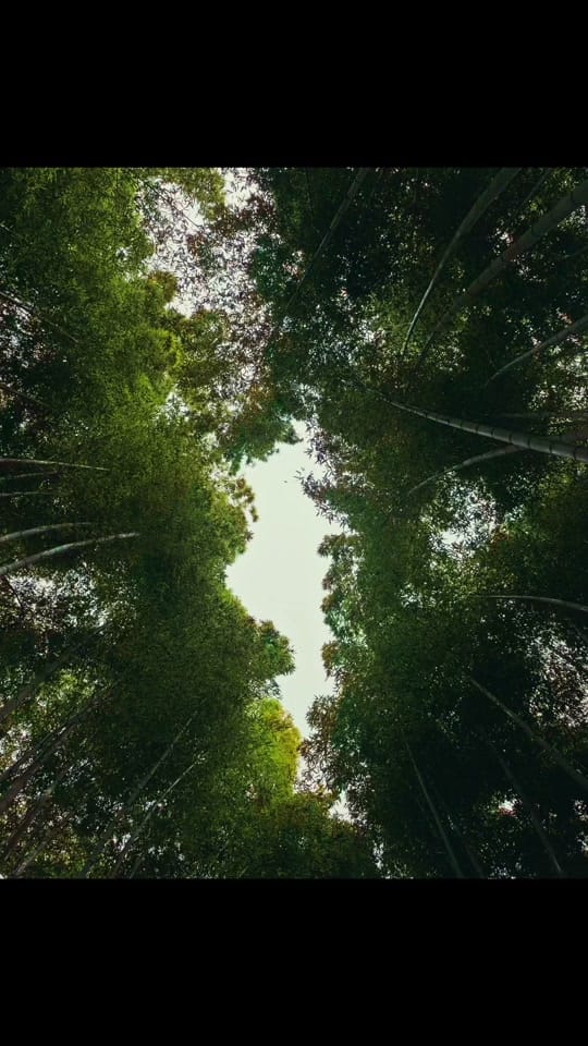 Post 1 by Ethan Ahn on TikTok (video)