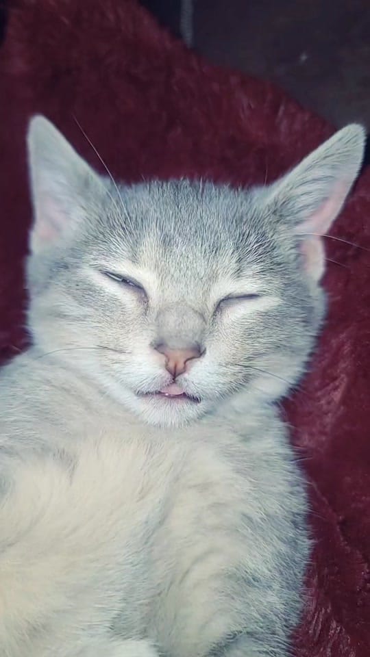 Post 4 by CatfishJane on TikTok (video)