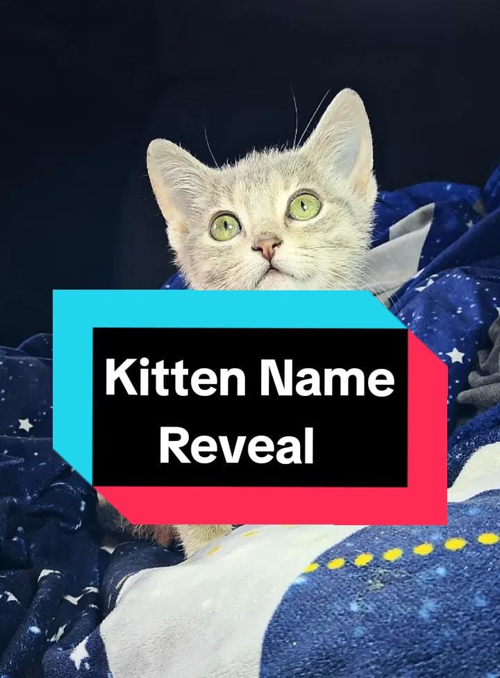 Post 7 by CatfishJane on TikTok (video)
