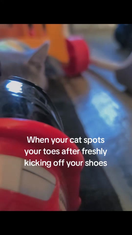 Post 3 by CatfishJane on TikTok (video)