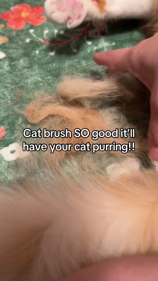 Post 10 by meloncreamcat on TikTok (video)