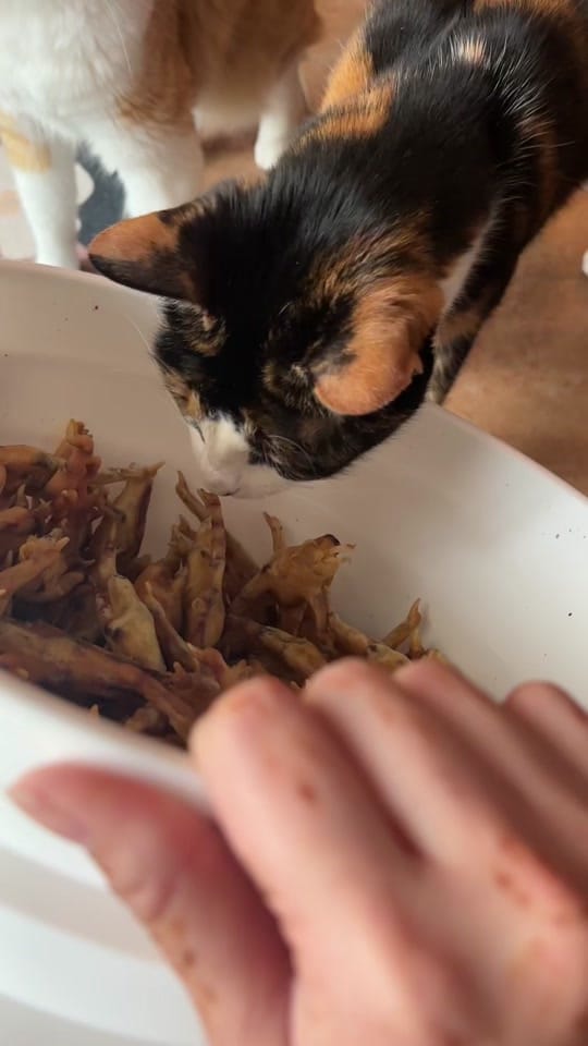 Post 3 by meloncreamcat on TikTok (video)