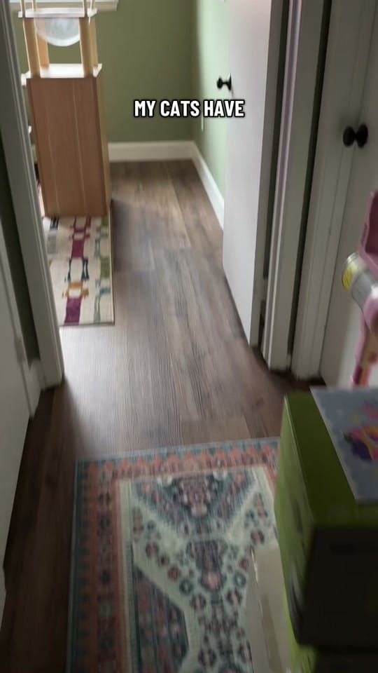 Post 9 by meloncreamcat on TikTok (video)