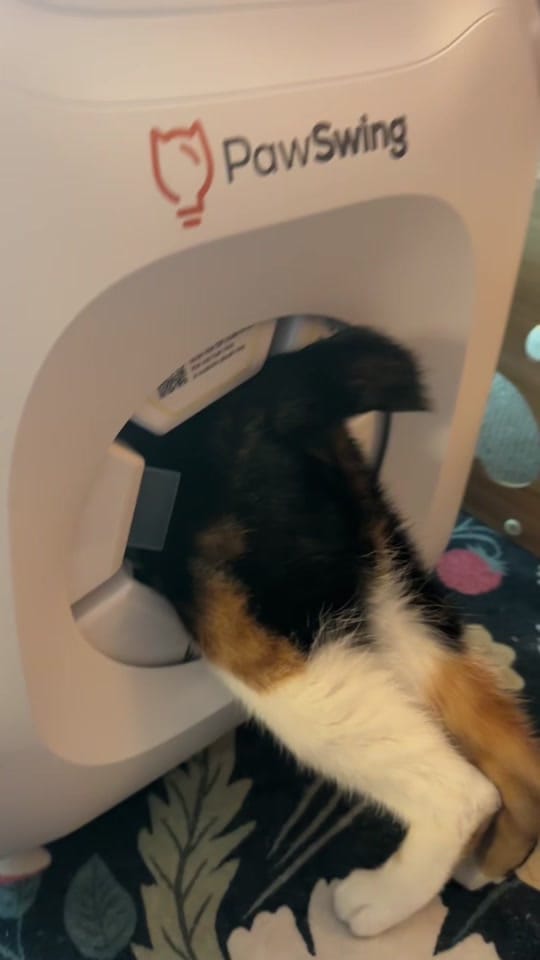 Post 5 by meloncreamcat on TikTok (video)