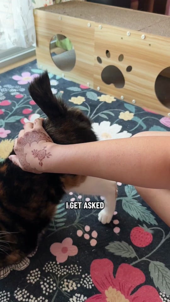 Post 8 by meloncreamcat on TikTok (video)