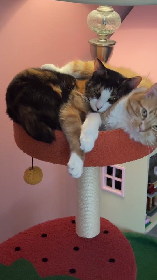 Post 2 by meloncreamcat on TikTok (video)