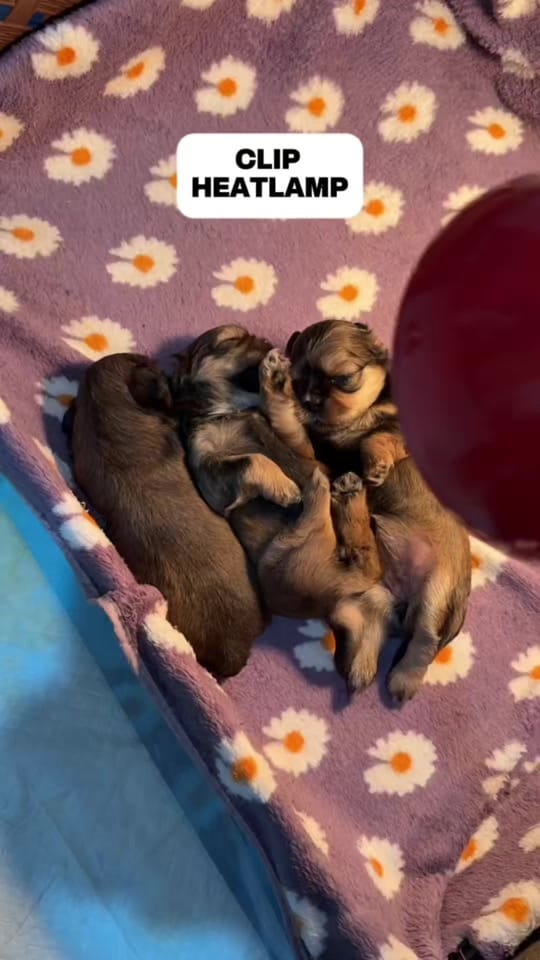 Post 7 by Sweetzu by Gigi Coco on TikTok (video)