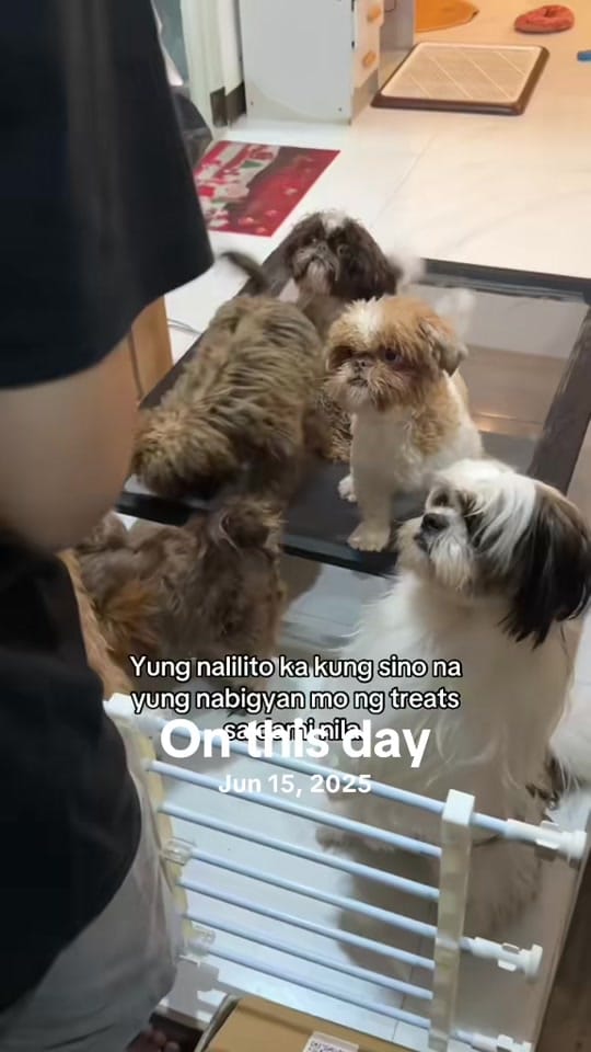 Post 3 by Sweetzu by Gigi Coco on TikTok (video)