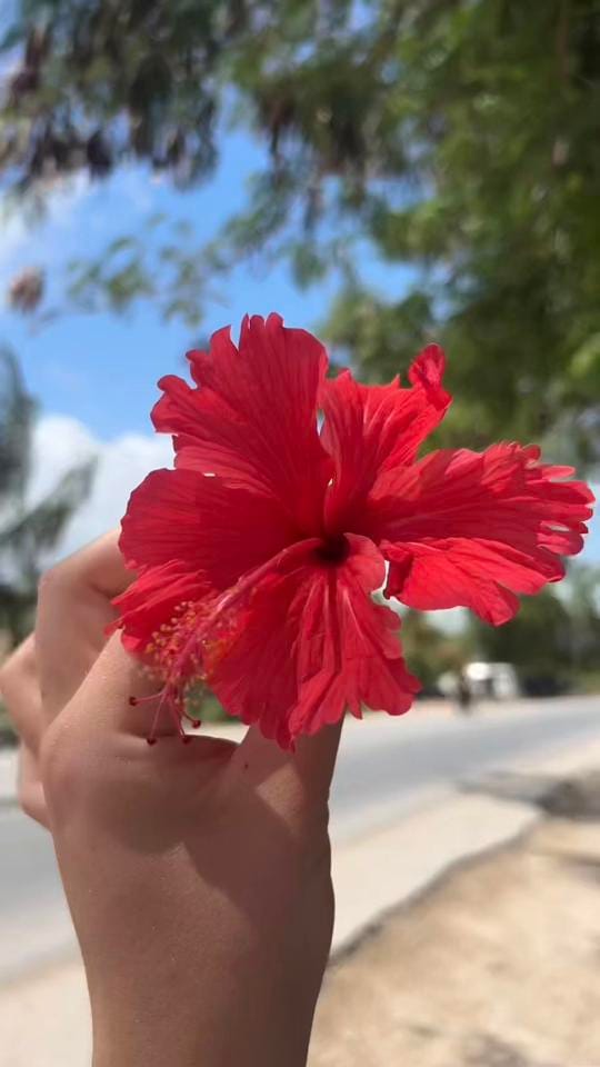 Post 8 by Jewelz By Mealz on TikTok (video)