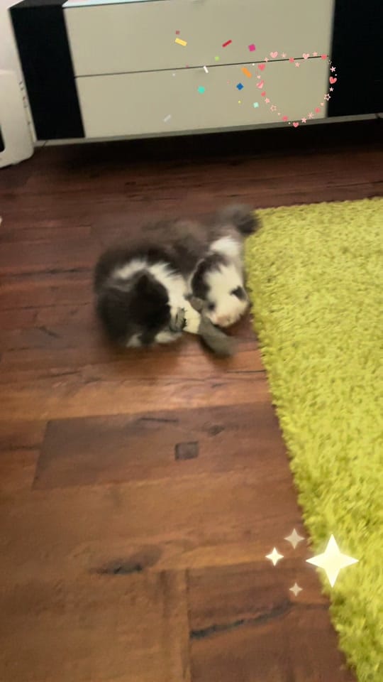 Post 2 by Katzengang on TikTok (video)