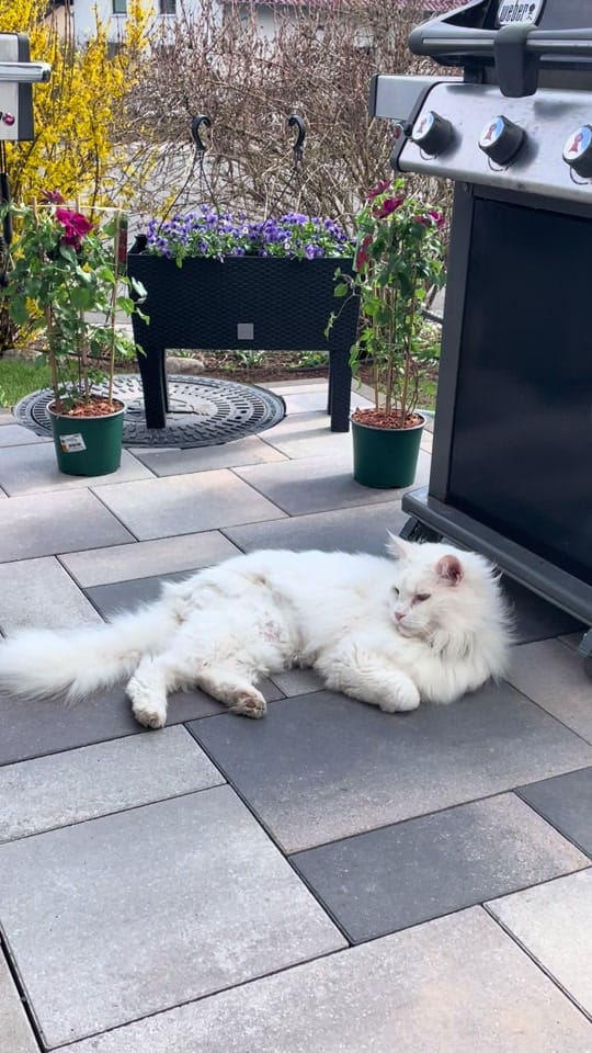 Post 6 by Katzengang on TikTok (video)