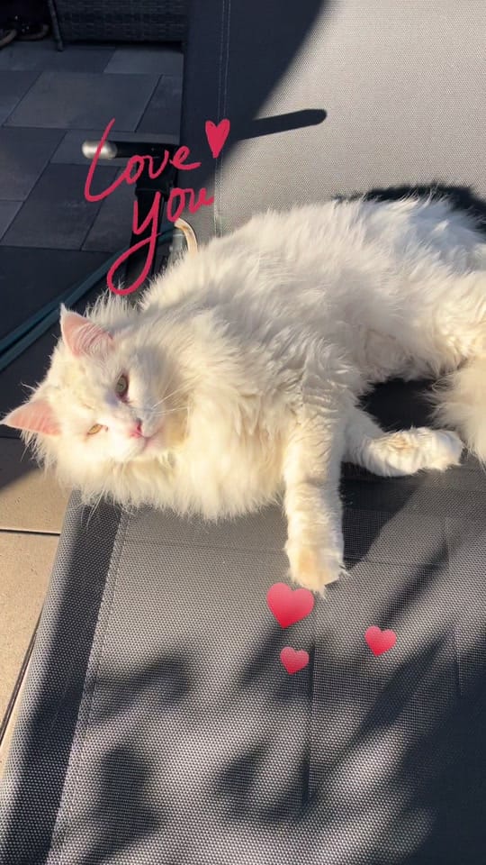 Post 1 by Katzengang on TikTok (video)