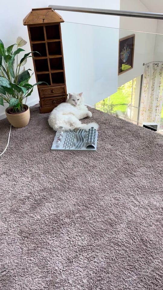 Post 3 by Katzengang on TikTok (video)