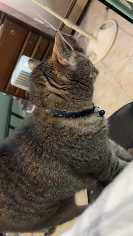 Post 9 by wensday on TikTok (video)