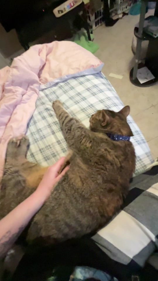 Post 5 by wensday on TikTok (video)