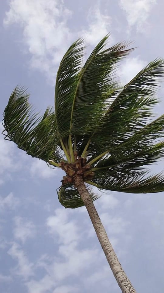 Post 10 by Tongo on TikTok (video)