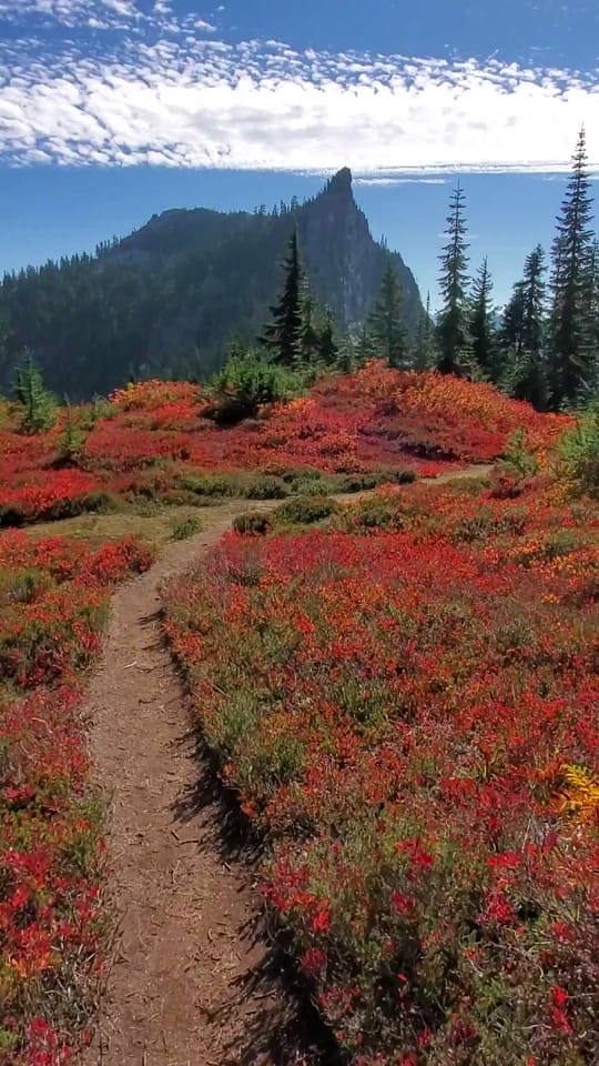 Post 1 by PIGSQUEALMOTHERNATURE on TikTok (video)