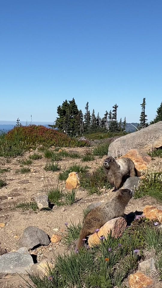 Post 3 by PIGSQUEALMOTHERNATURE on TikTok (video)
