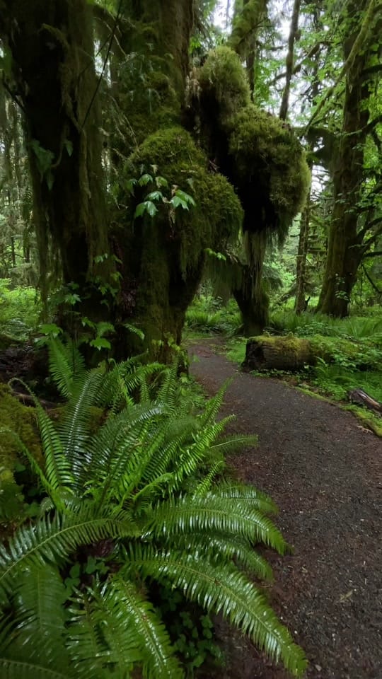 Post 2 by PIGSQUEALMOTHERNATURE on TikTok (video)