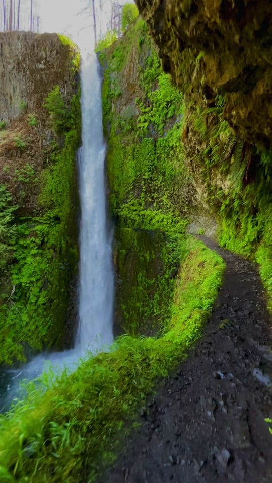 Post 10 by PIGSQUEALMOTHERNATURE on TikTok (video)