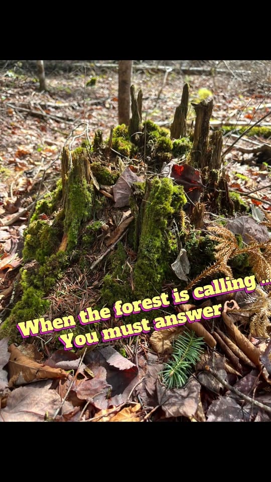 Post 7 by Sheila@MoonHollowStudio on TikTok (video)