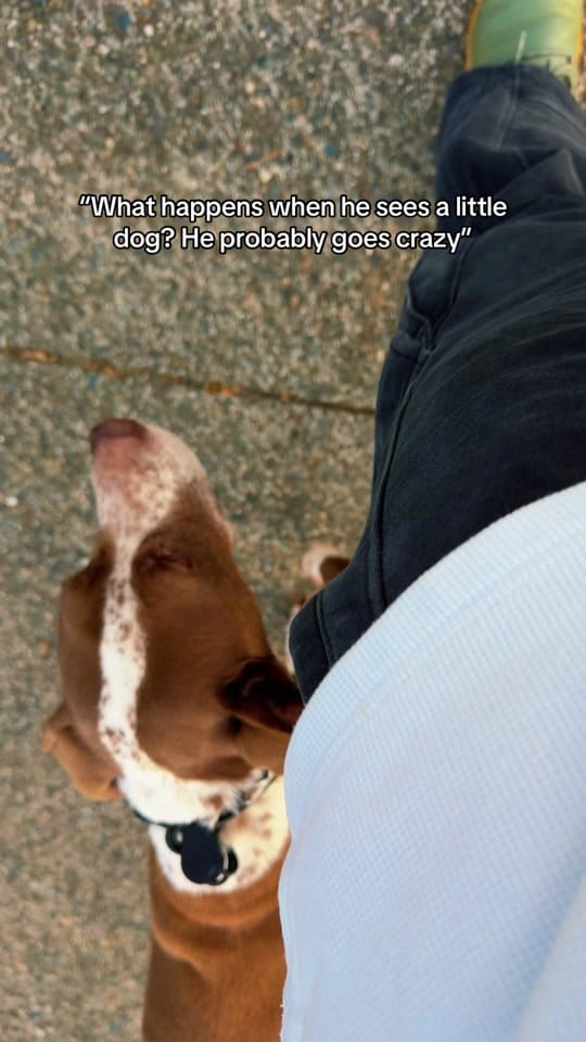Post 6 by NightTimeK9 Dog Training on TikTok (video)
