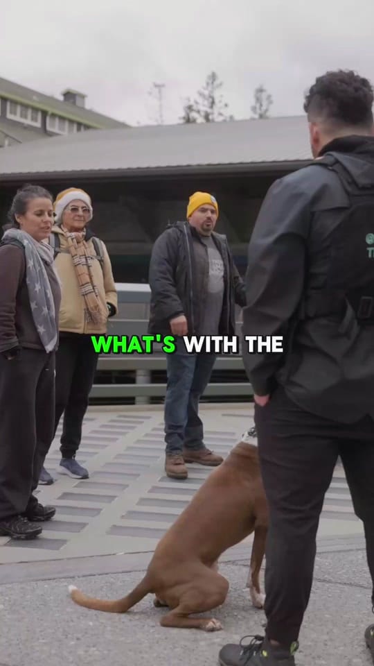 Post 9 by NightTimeK9 Dog Training on TikTok (video)