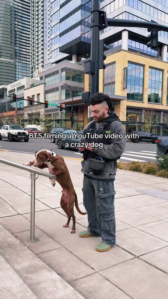 Post 1 by NightTimeK9 Dog Training on TikTok (video)