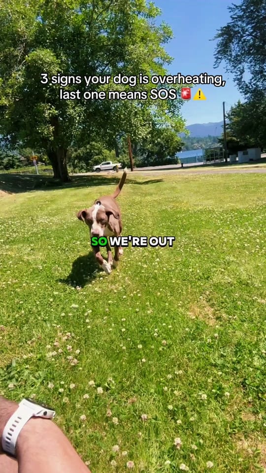 Post 5 by NightTimeK9 Dog Training on TikTok (video)