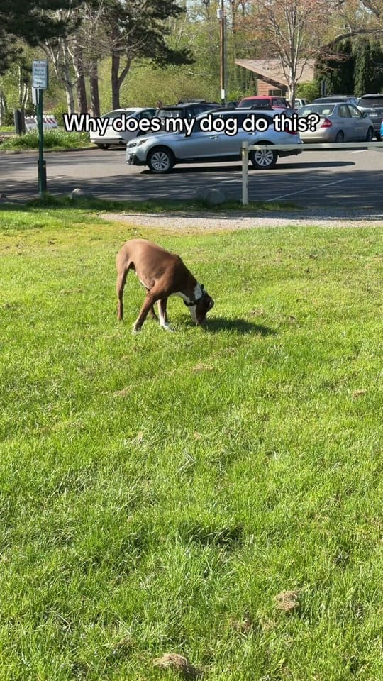 Post 3 by NightTimeK9 Dog Training on TikTok (video)