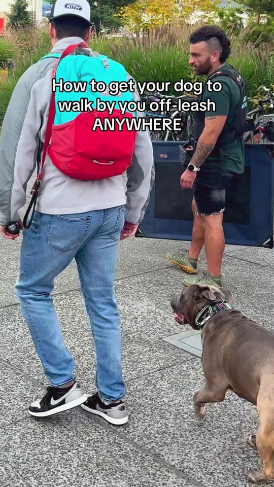 Post 10 by NightTimeK9 Dog Training on TikTok (video)