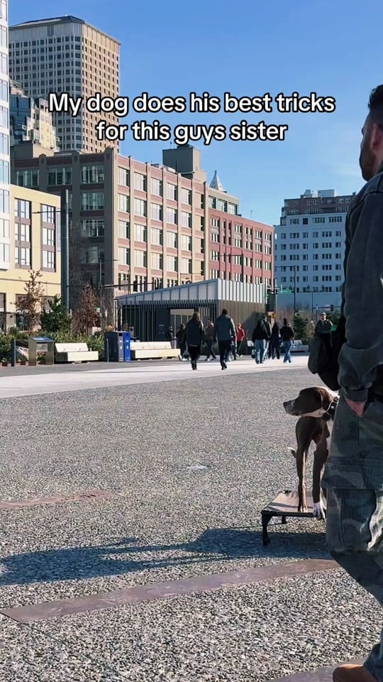 Post 2 by NightTimeK9 Dog Training on TikTok (video)