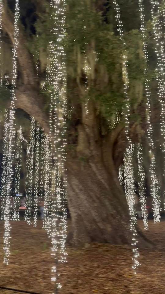 Post 4 by Venetia on TikTok (video)
