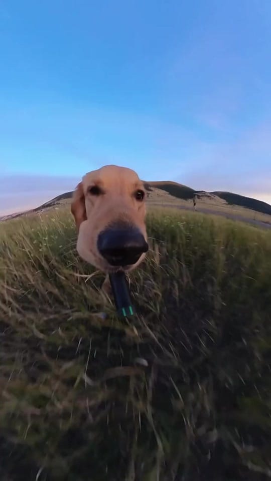Post 1 by Tail Vibes on TikTok (video)